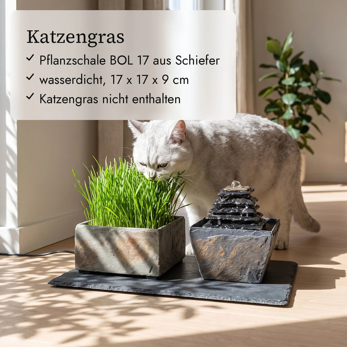 Katze frisst Katzengras aus der Pflanzschale BOL 17 Rusty neben dem Katzenbrunnen SUMI (KI-Inhalte)