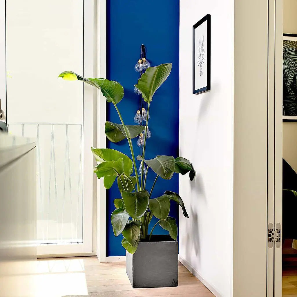 Übertopf Würfel 21x21x21 cm Schiefer Schwarz CUBI 21 Anthrazit - CLIMAQUA