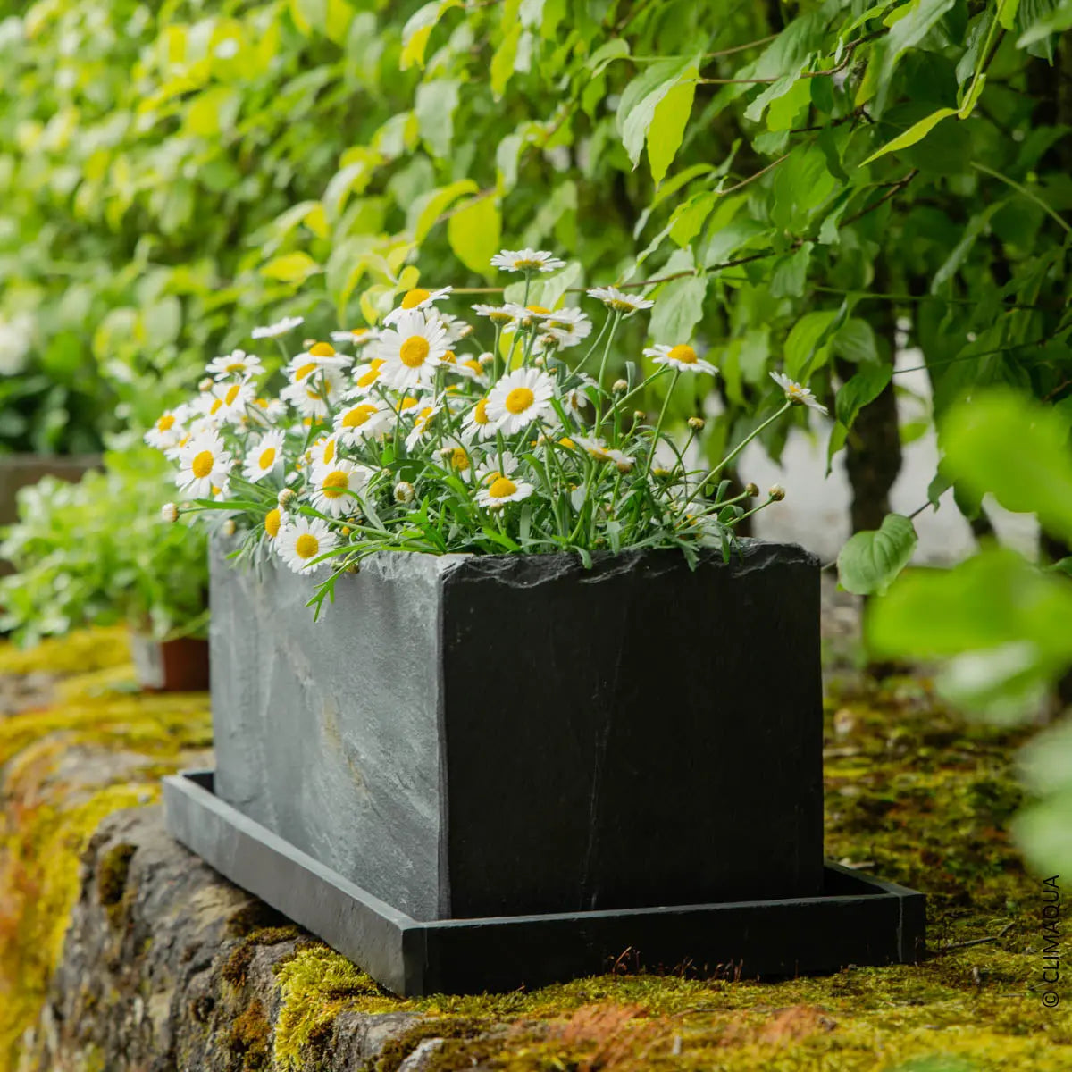 JARDI 50 Anthrazit – Balkonkasten 50x17x17 cm 8 kg Naturschiefer Schwa – CLIMAQUA