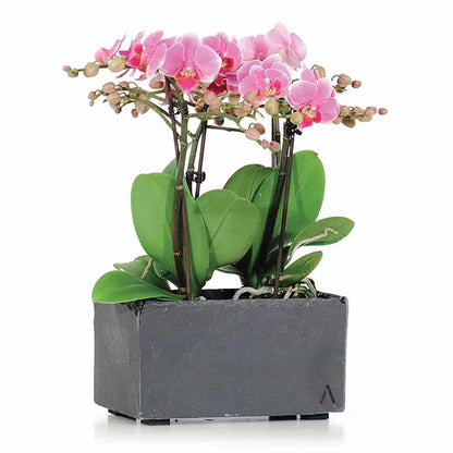 Blumenkästchen 21x11 cm Schiefer Schwarz JARDI 21 Anthracite - CLIMAQUA