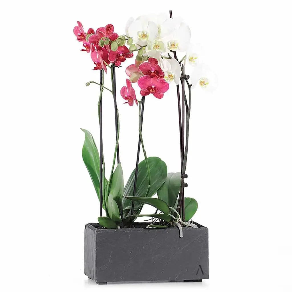 Blumenkästchen 28x13 cm Schiefer Schwarz JARDI 28 Anthracite - CLIMAQUA