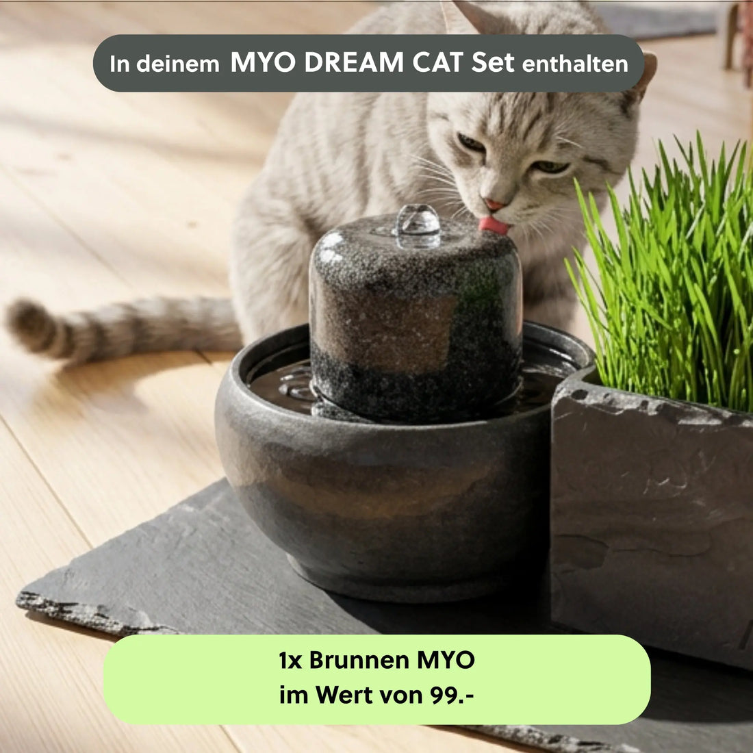 MYO DREAM CAT SET - CLIMAQUA (KI-Inhalte)