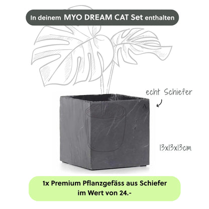 MYO DREAM CAT SET - CLIMAQUA