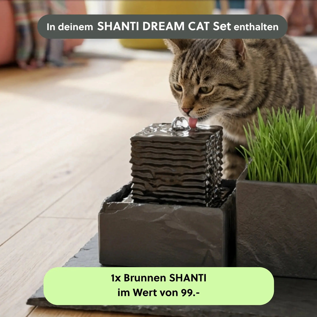 SHANTI DREAM CAT SET - CLIMAQUA (KI-Inhalte)