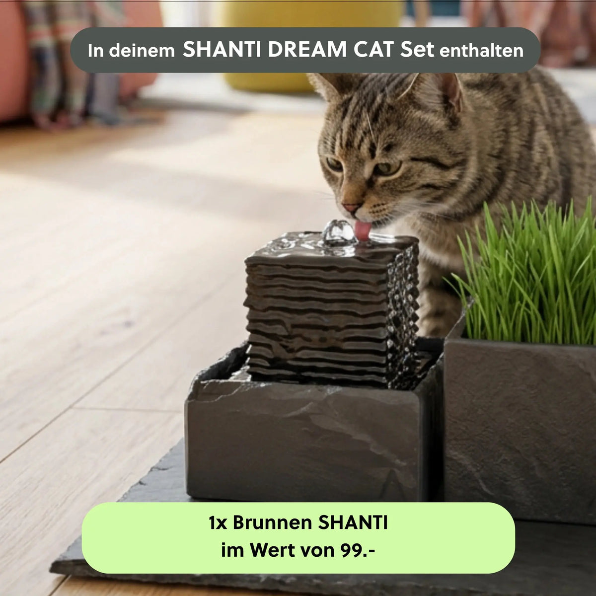 SHANTI DREAM CAT SET - CLIMAQUA (KI-Inhalte)