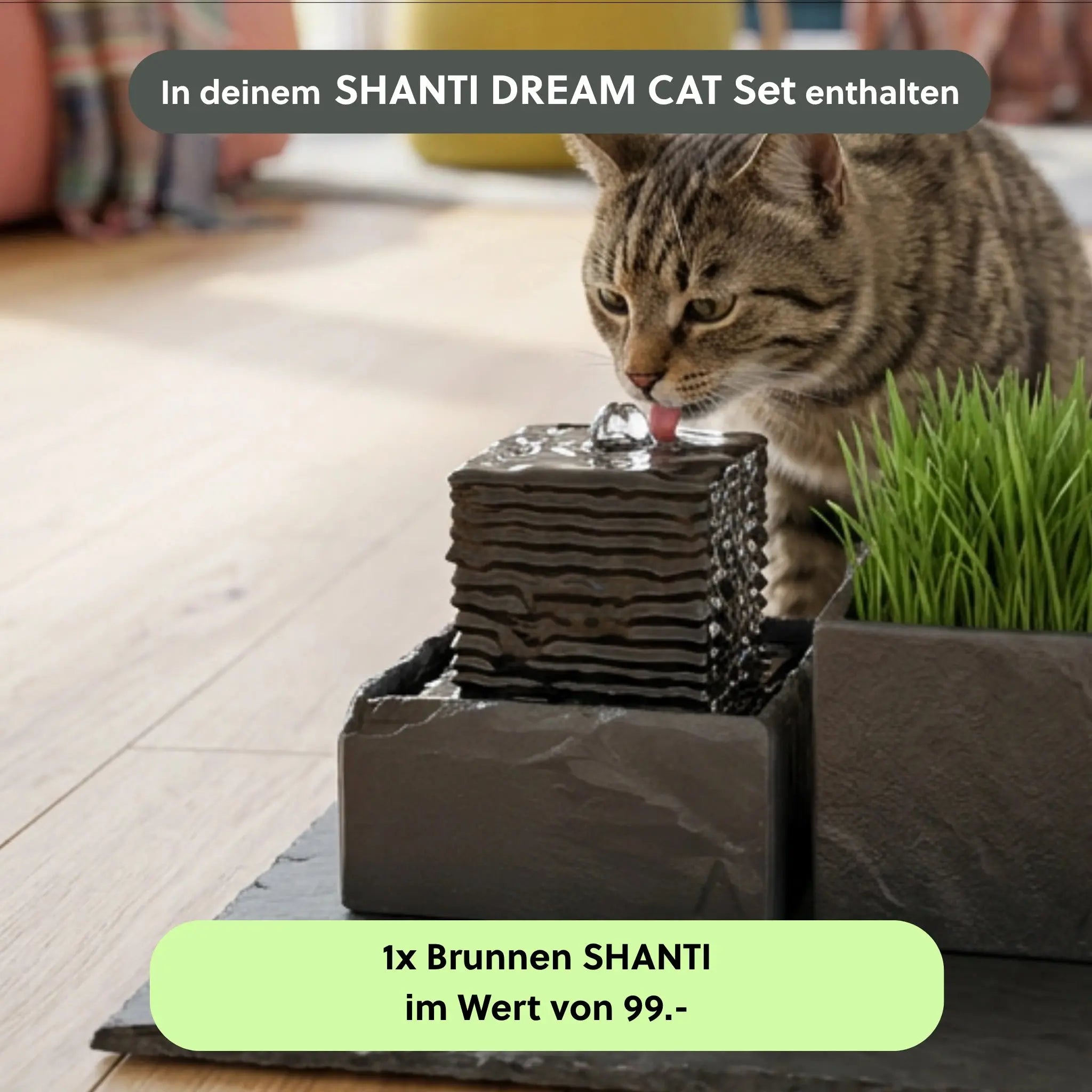 SHANTI DREAM CAT SET - CLIMAQUA