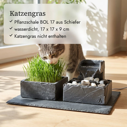 Chat mangeant de l&