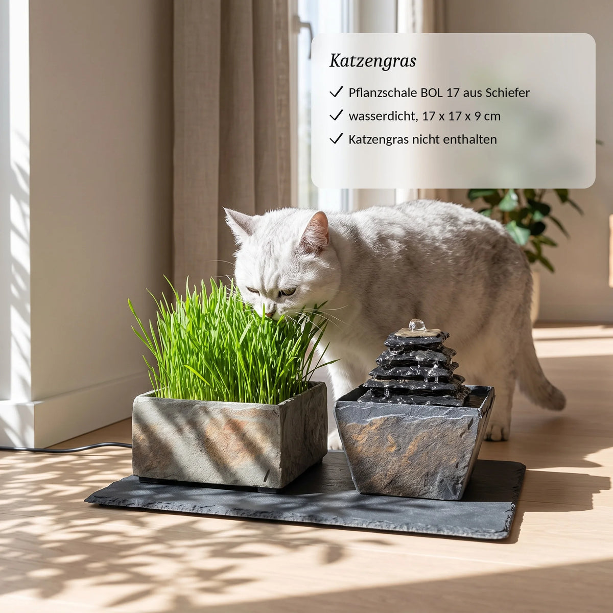 Chat mangeant de l&