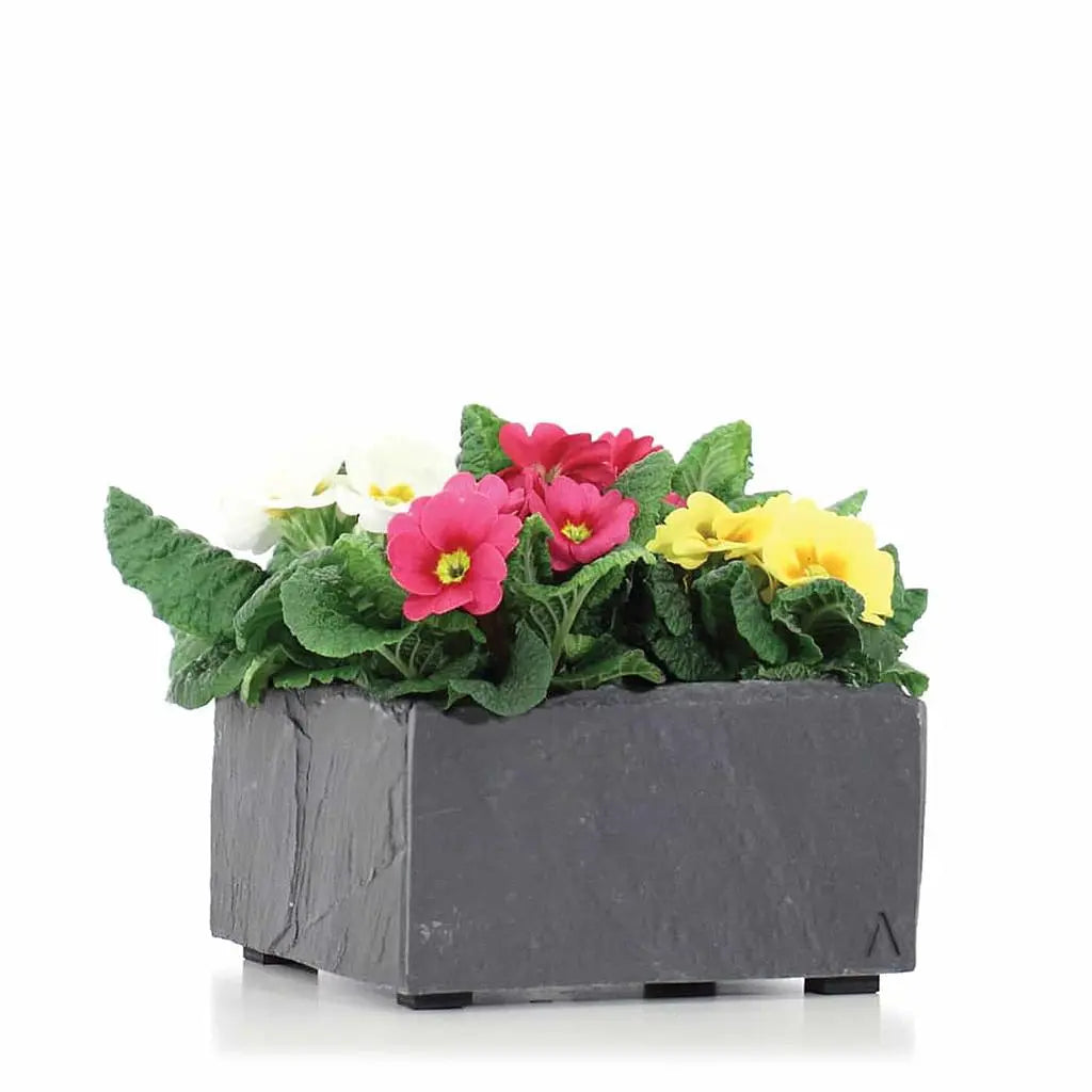 Kleine Pflanschale 17x17x9 cm Schiefer Schwarz BOL 17 Anthracite - CLIMAQUA