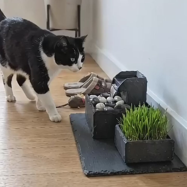 Katze läuft zum Katzenbrunnen SAMUI PURE CAT SET und trinkt (KI-Inhalte)