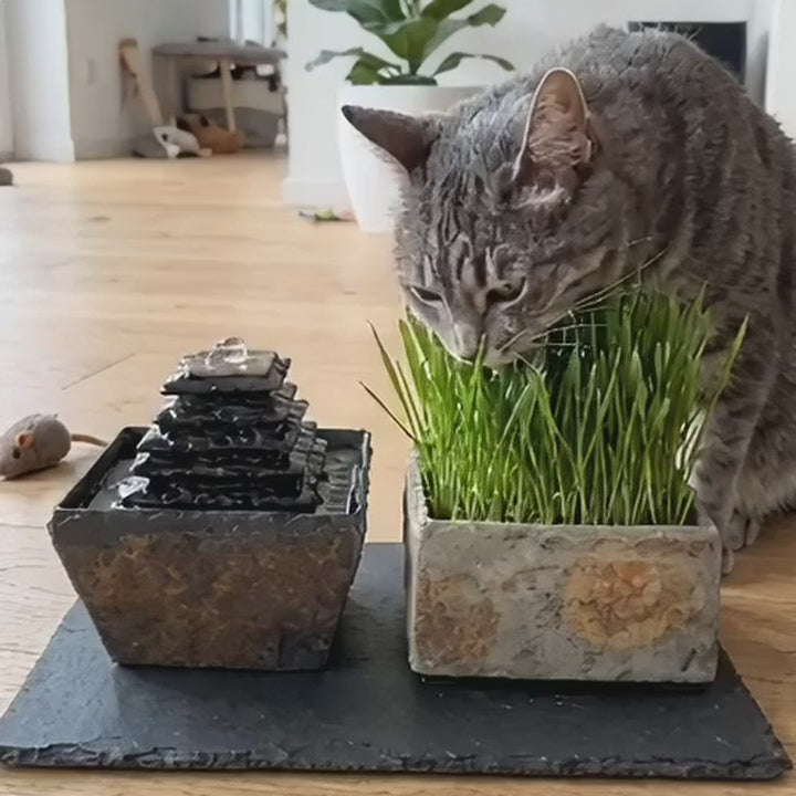 Katze frisst Katzengras und trinkt am Katzenbrunnen SUMI PURE CAT SET (KI-Inhalte)